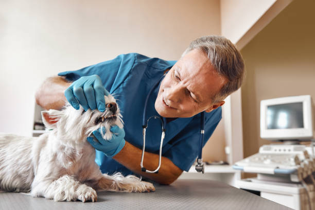 Best Weekend Emergency Dental Services in Hallettsville, TX